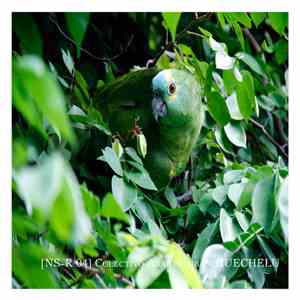 Colectivo Abaetetuba - Huechelu download free