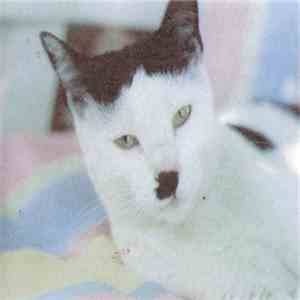 Hitler's Cat - Untitled download free Hitler's Cat - Untitled download mp3 flac